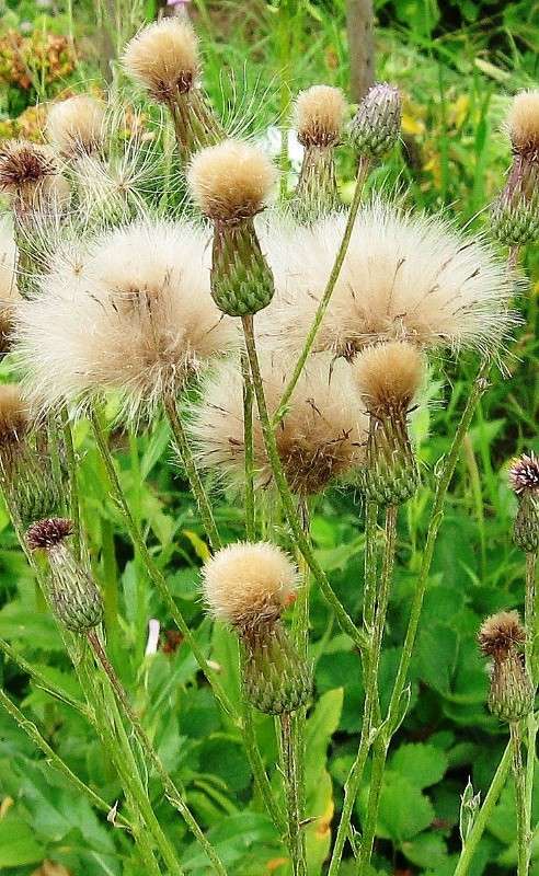 ���� ����� 