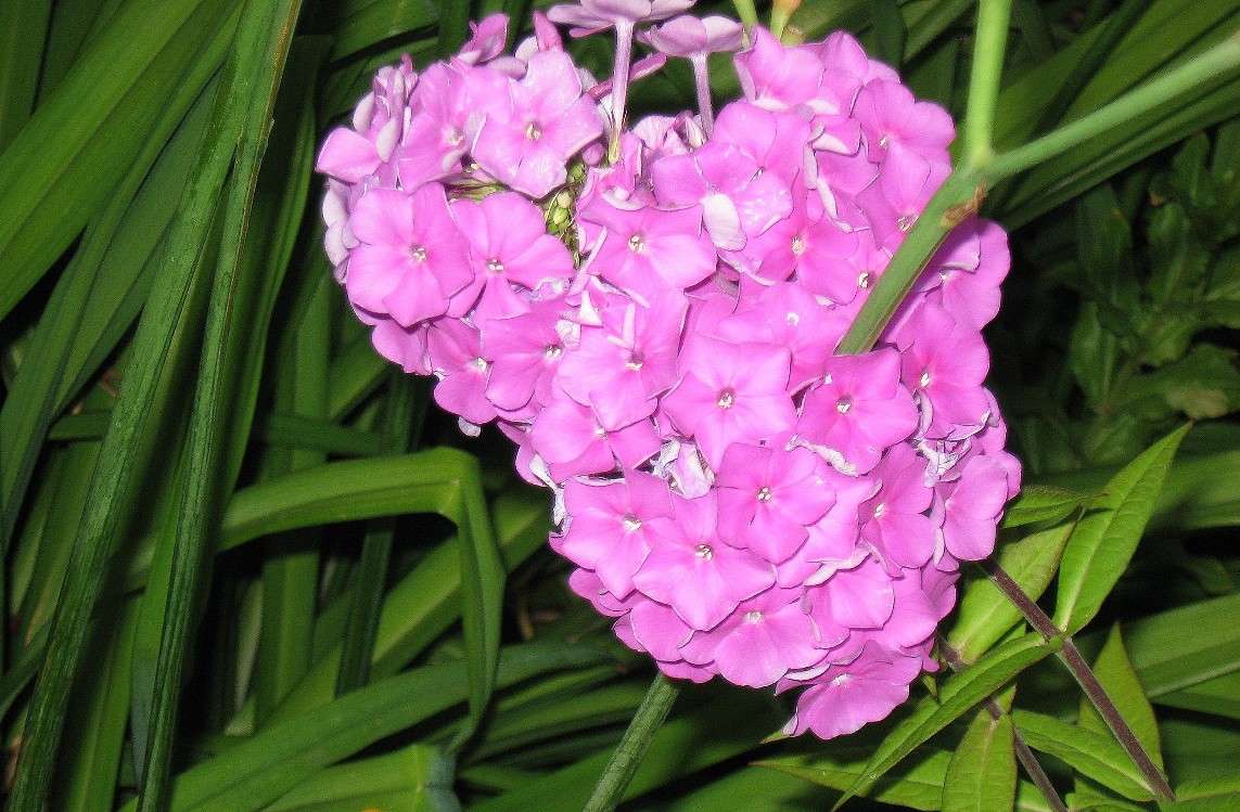 ������ ����� Natali  ��������� �� PhotoGeek.ru #������ ��� ������� #����� ��������������