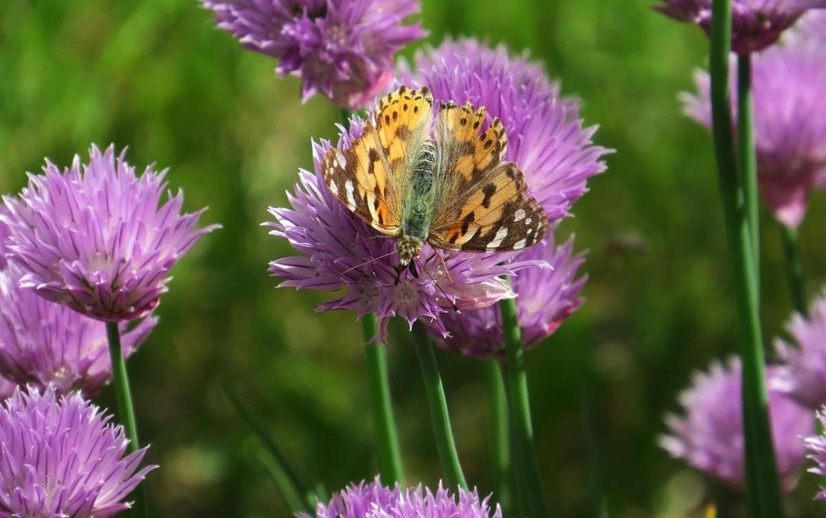 ... ����� Natali  ��������� �� PhotoGeek.ru #������ ��� �������