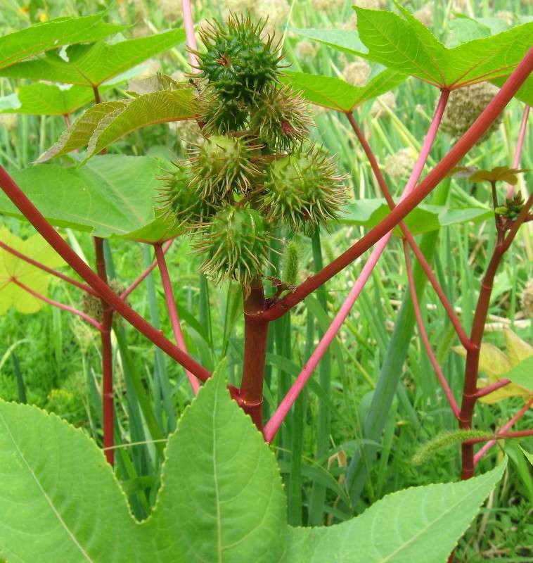 � ������� ������. ����� Natali  ��������� �� PhotoGeek.ru #������ ��� ������� #����� ��������������