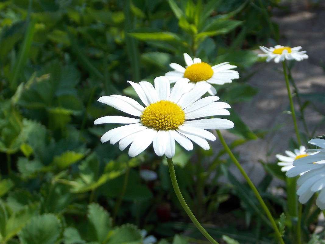 ���������.. ����� Natali  ��������� �� PhotoGeek.ru #������ ��� ������� #����� ��������������