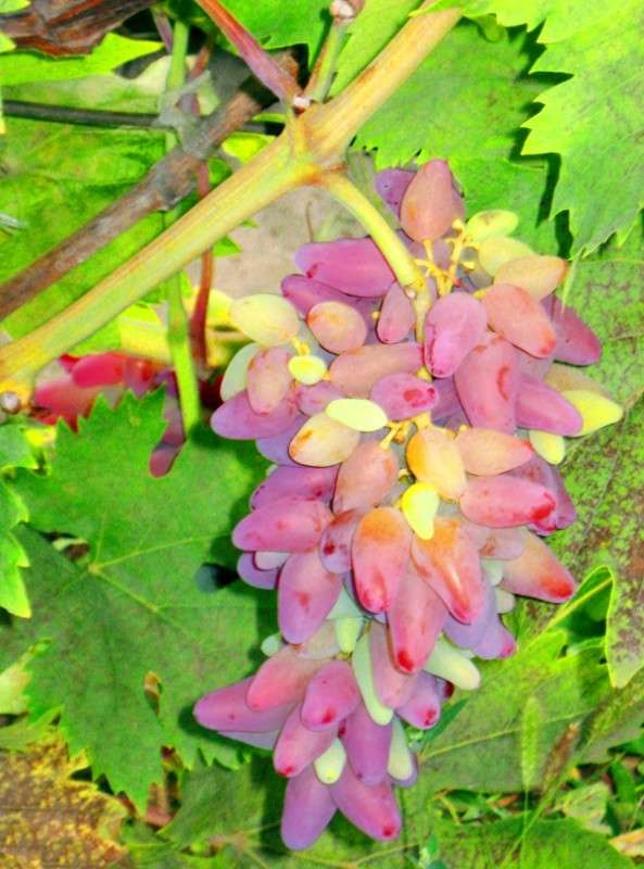 ... ����� Natali  ��������� �� PhotoGeek.ru #������ ��� ������� #����� ��������������