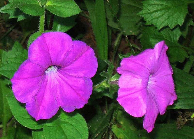 ... ����� Natali  ��������� �� PhotoGeek.ru #������ ��� ������� #����� ��������������