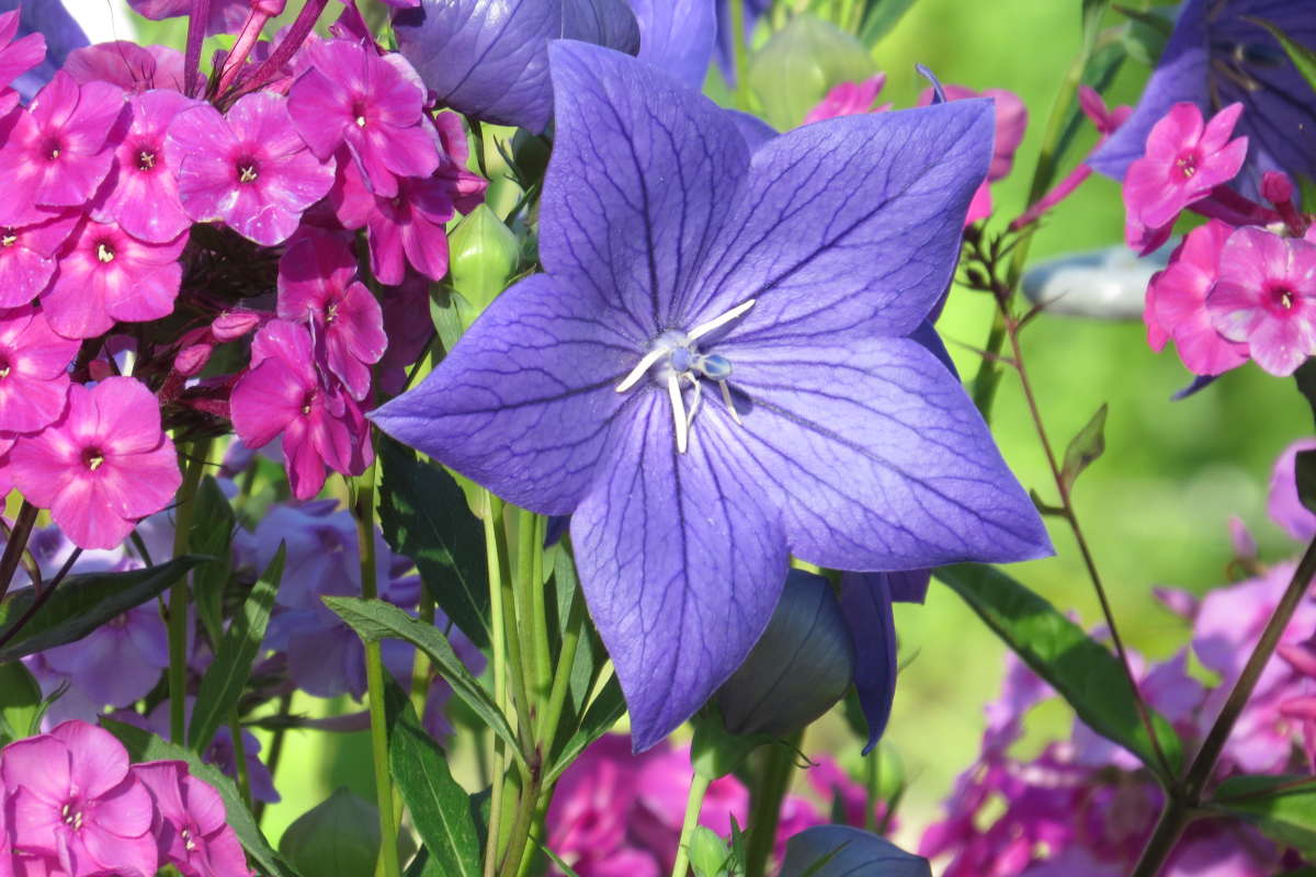 ... ����� Natali  ��������� �� PhotoGeek.ru #������ ��� ������� #����� ��������������