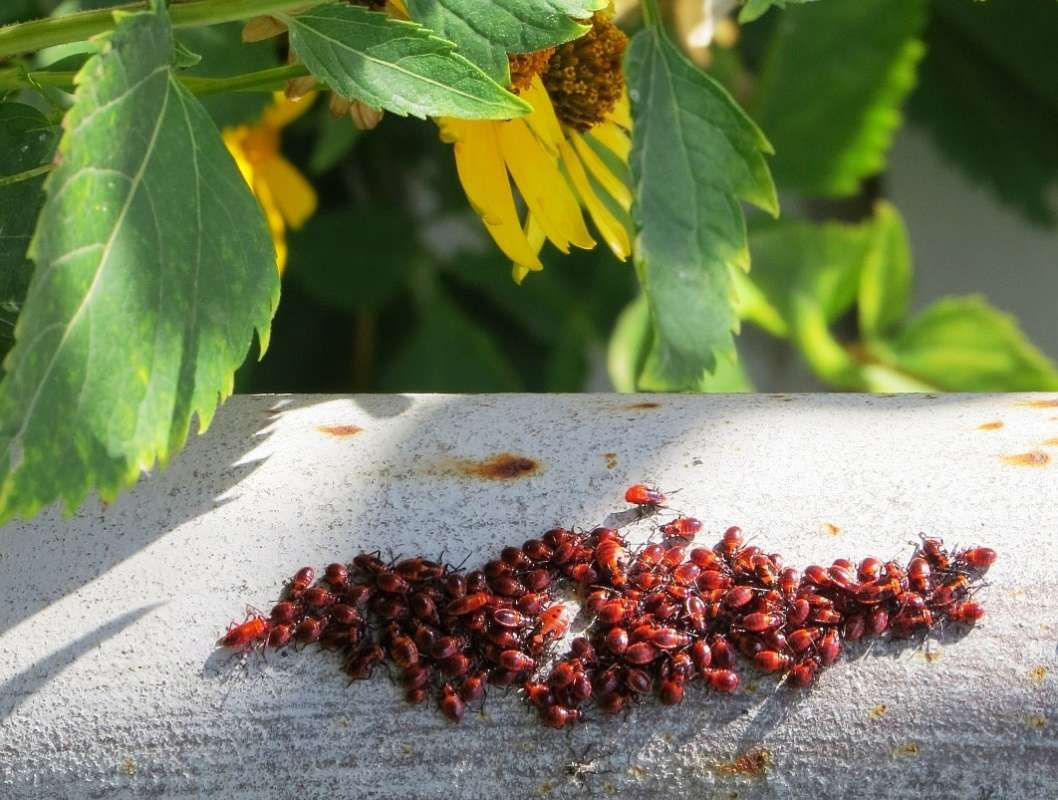 ������� �������   )) ����� Natali  ��������� �� PhotoGeek.ru #���������