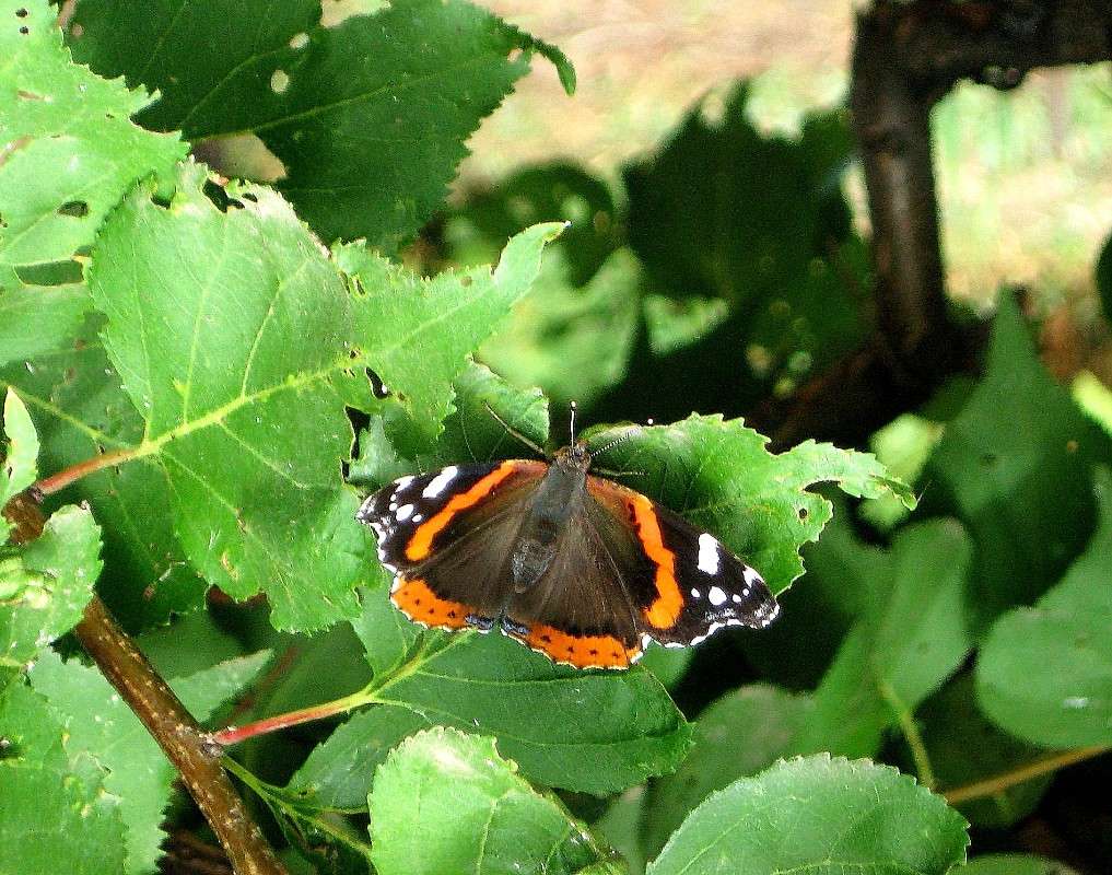 ... ����� Natali  ��������� �� PhotoGeek.ru #�������� ��� #������ ��� �������