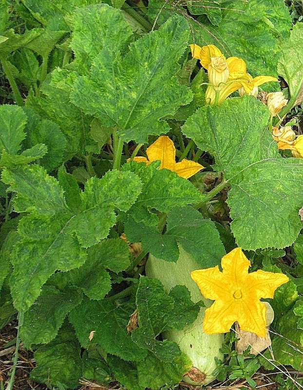 ... ����� Natali  ��������� �� PhotoGeek.ru #������ ��� ������� #����� ��������������