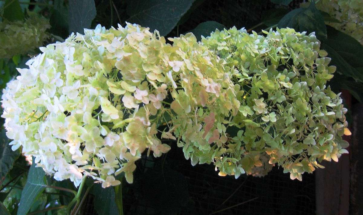 ���� � ���� � ����� ������ ( ���������) ����� Natali  ��������� �� PhotoGeek.ru #������ ��� ������� #����� ��������������