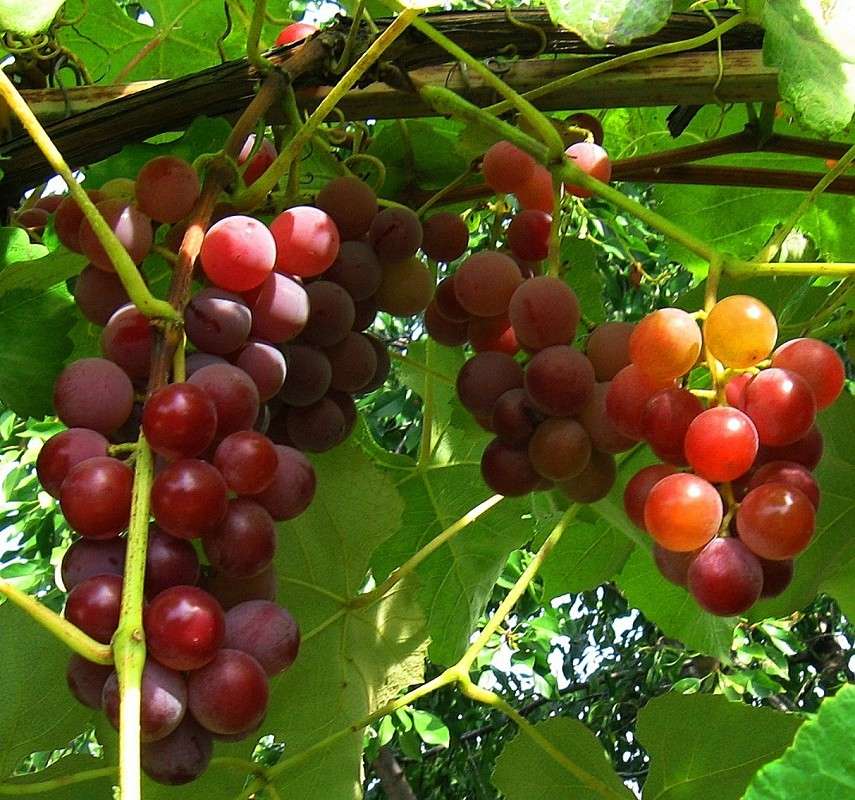 ... ����� Natali  ��������� �� PhotoGeek.ru #������ ��� ������� #����� ��������������