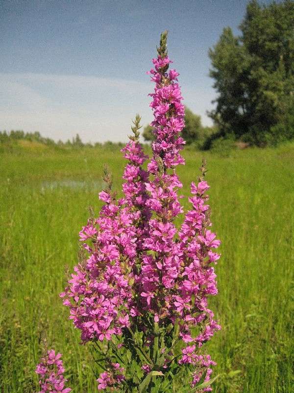 �� �������� ���� (3) ����� Natali  ��������� �� PhotoGeek.ru #������ ��� ������� #����� ��������������