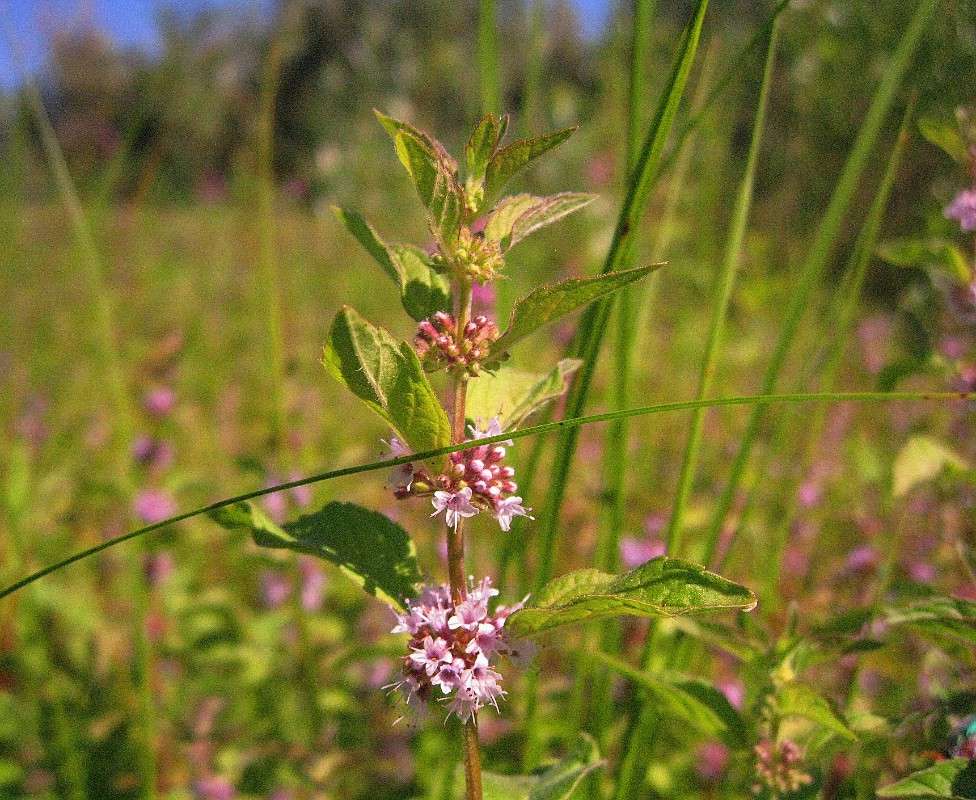 �� �������� (4) ����� Natali  ��������� �� PhotoGeek.ru #������ ��� ������� #����� ��������������