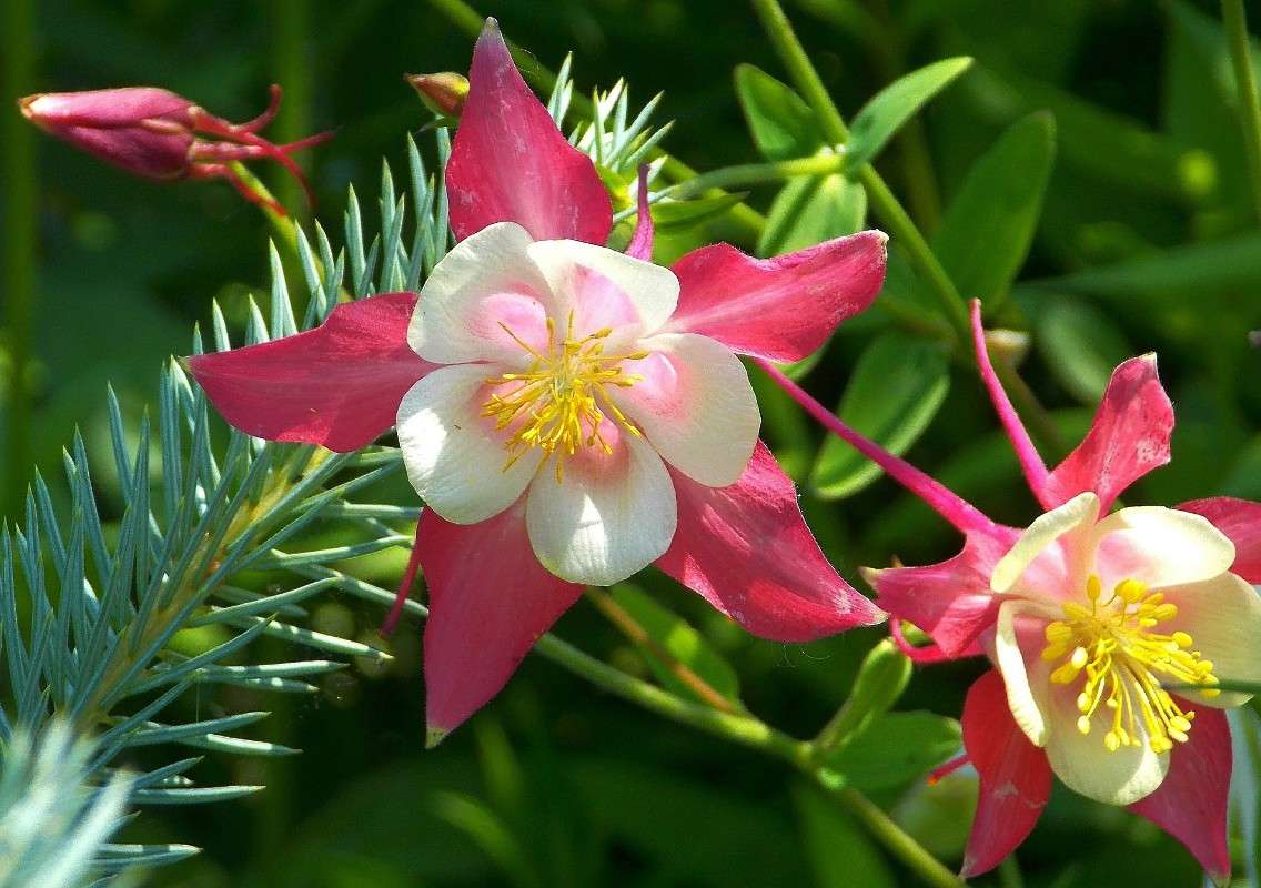 ���������. ����� Natali  ��������� �� PhotoGeek.ru #������ ��� ������� #����� ��������������