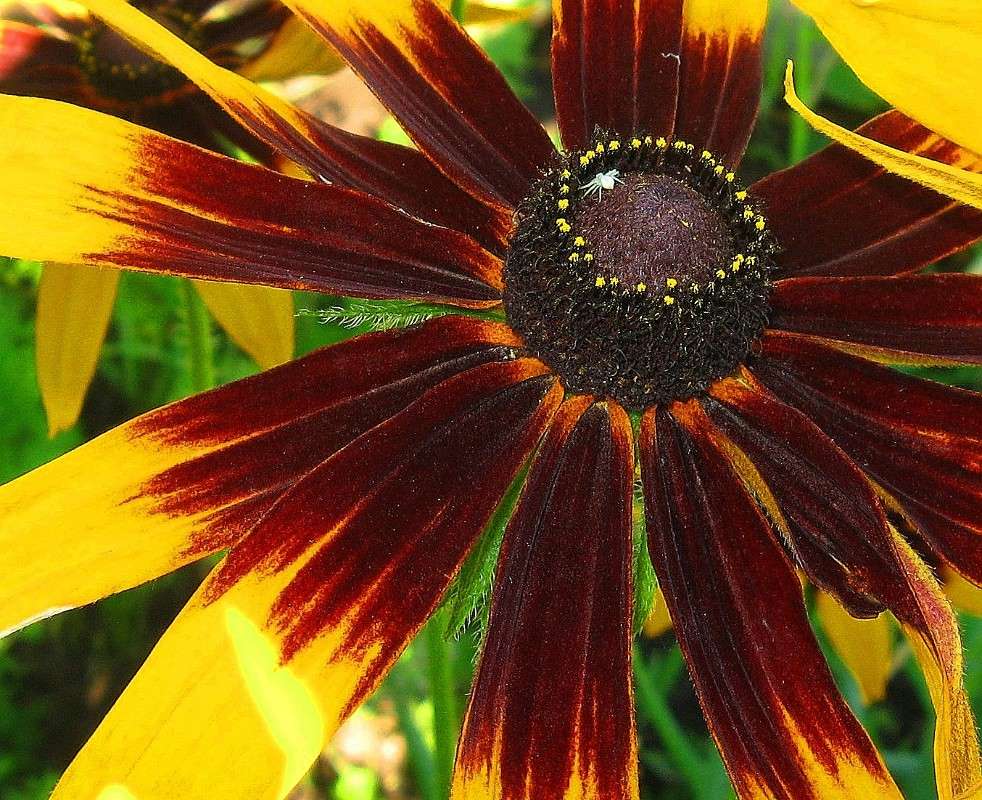 ���� � ��������. ����� Natali  ��������� �� PhotoGeek.ru #����� #�������� ��� #������ ��� �������