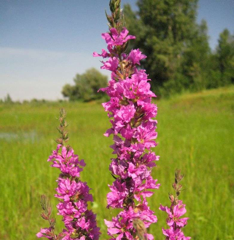 На заливном лугу (5) / На заливном лугу (5) / Фотография на PhotoGeek.ru