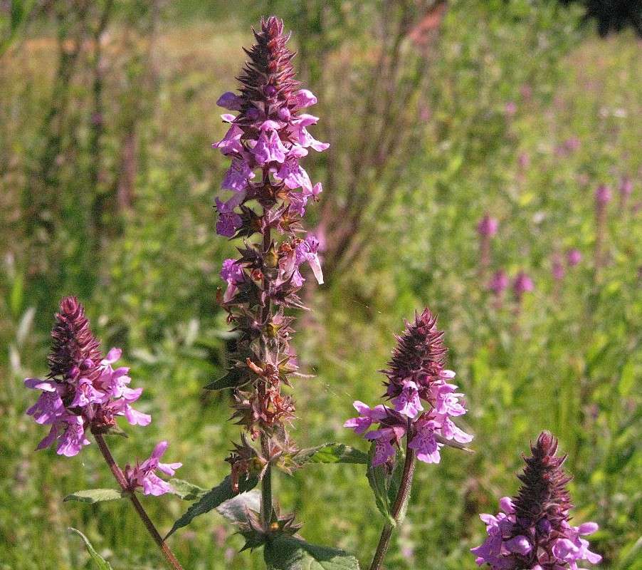 �� �������� ���� (6) ����� Natali  ��������� �� PhotoGeek.ru #������ ��� ������� #����� ��������������