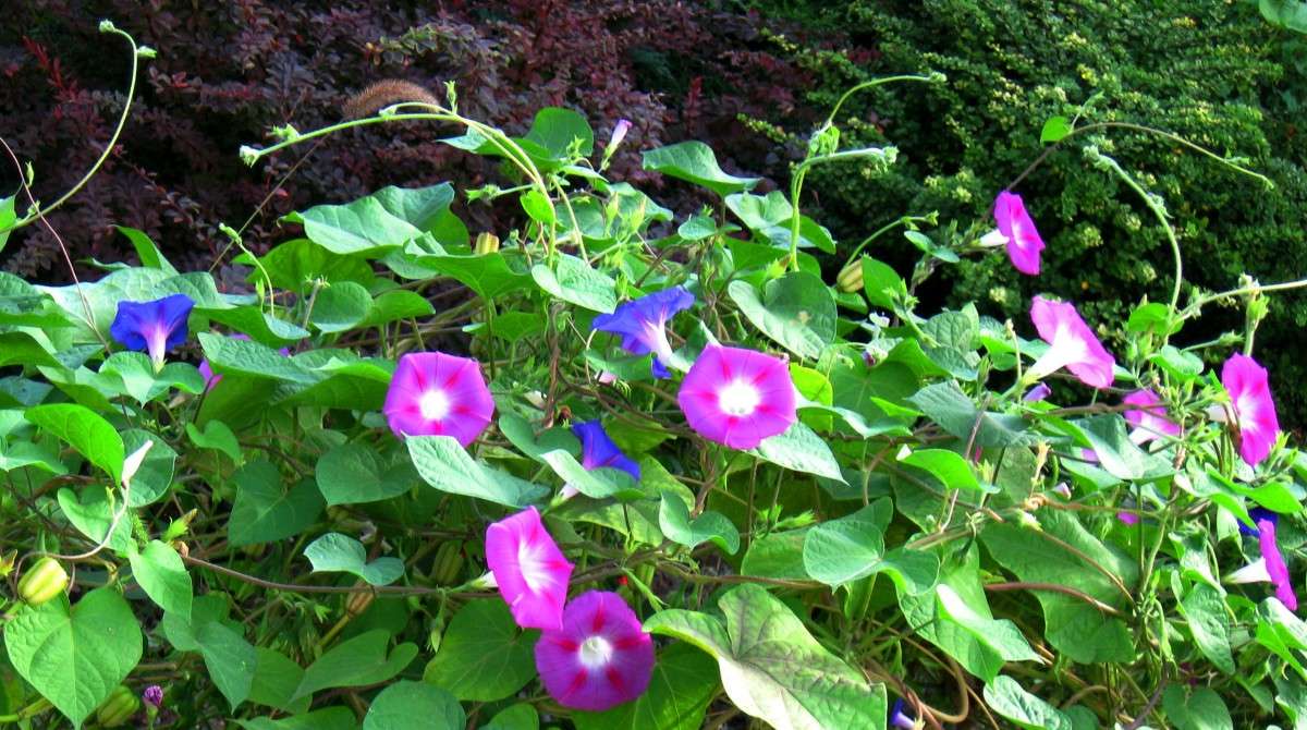 � ������ � ������  .... ))) ����� Natali  ��������� �� PhotoGeek.ru #������ ��� ������� #����� ��������������