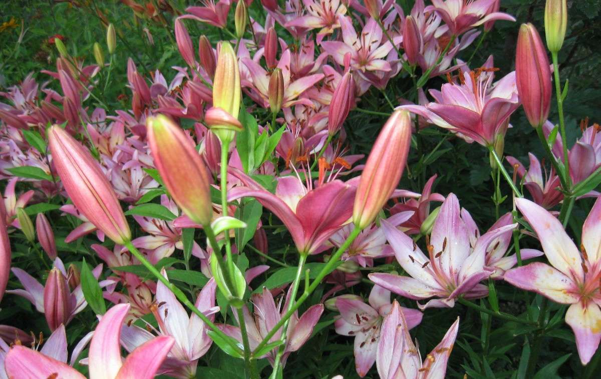 ... ����� Natali  ��������� �� PhotoGeek.ru #������ ��� ������� #����� ��������������