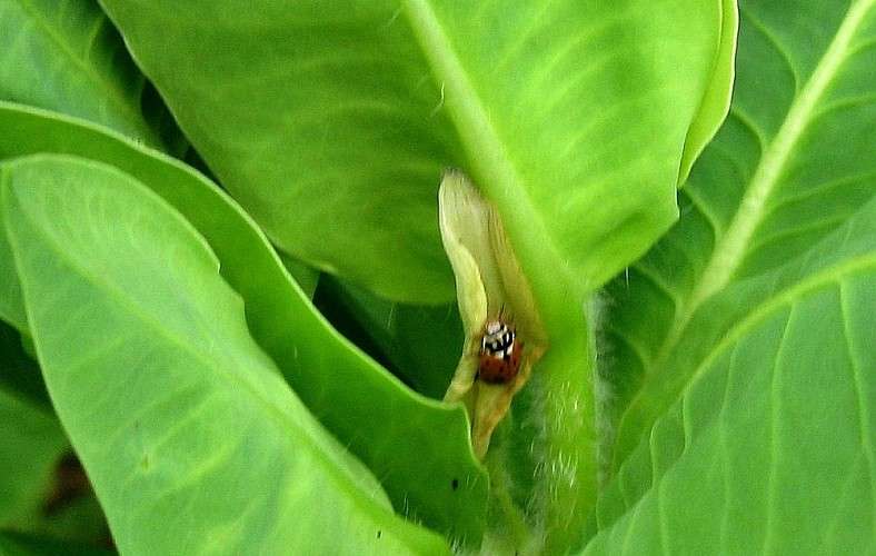 � ������� ))) ����� Natali  ��������� �� PhotoGeek.ru #����� #�������� ��� #������ ��� ������� #����� ��������������