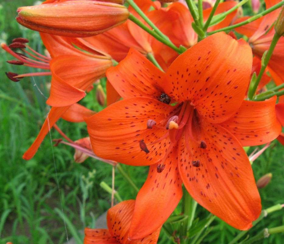 ... ����� Natali  ��������� �� PhotoGeek.ru #����� #������ ��� ������� #����� ��������������