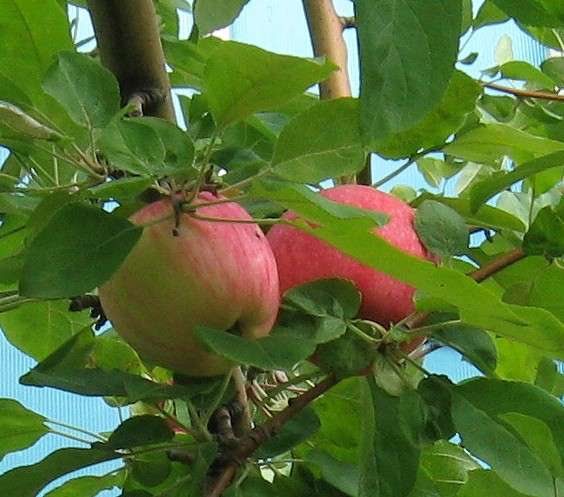 ... ����� Natali  ��������� �� PhotoGeek.ru #������ ��� ������� #����� ��������������