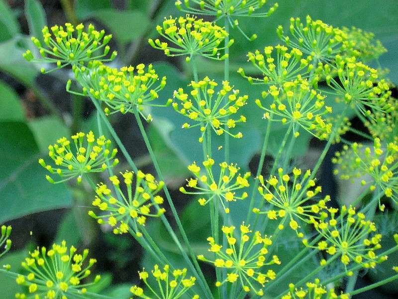 ... ����� Natali  ��������� �� PhotoGeek.ru #����� ��������������