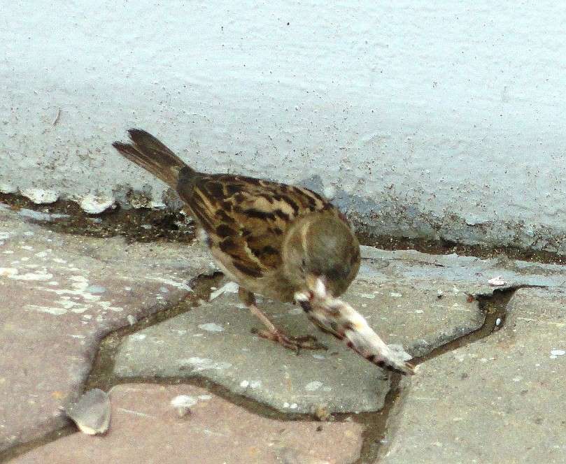 ����� � ��, � ���� � ���... ))) ����� Natali  ��������� �� PhotoGeek.ru #�������� ���