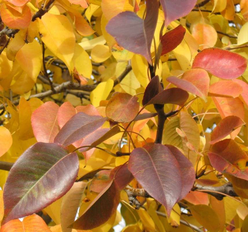 �������. ����� Natali  ��������� �� PhotoGeek.ru #������ ��� ������� #����� ��������������