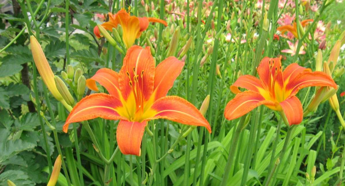 ... ����� Natali  ��������� �� PhotoGeek.ru #������ ��� ������� #����� ��������������