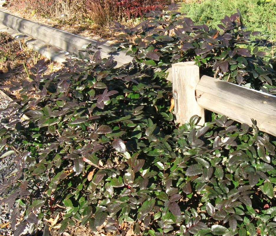 ��������� ������ � ���������� ���� 2 ����� Natali  ��������� �� PhotoGeek.ru #������ ��� ������� #����� �������������� #����� ��������