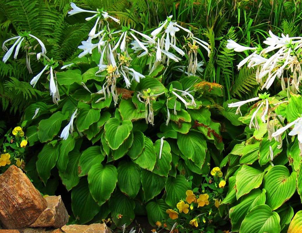 ���,... � ��������....(1) ����� Natali  ��������� �� PhotoGeek.ru #������ ��� ������� #����� ��������������