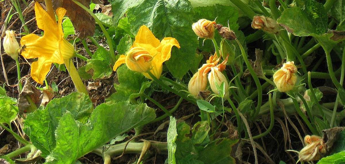 ���,....� ��������...(2) ����� Natali  ��������� �� PhotoGeek.ru #������ ��� ������� #����� �������������� #���������