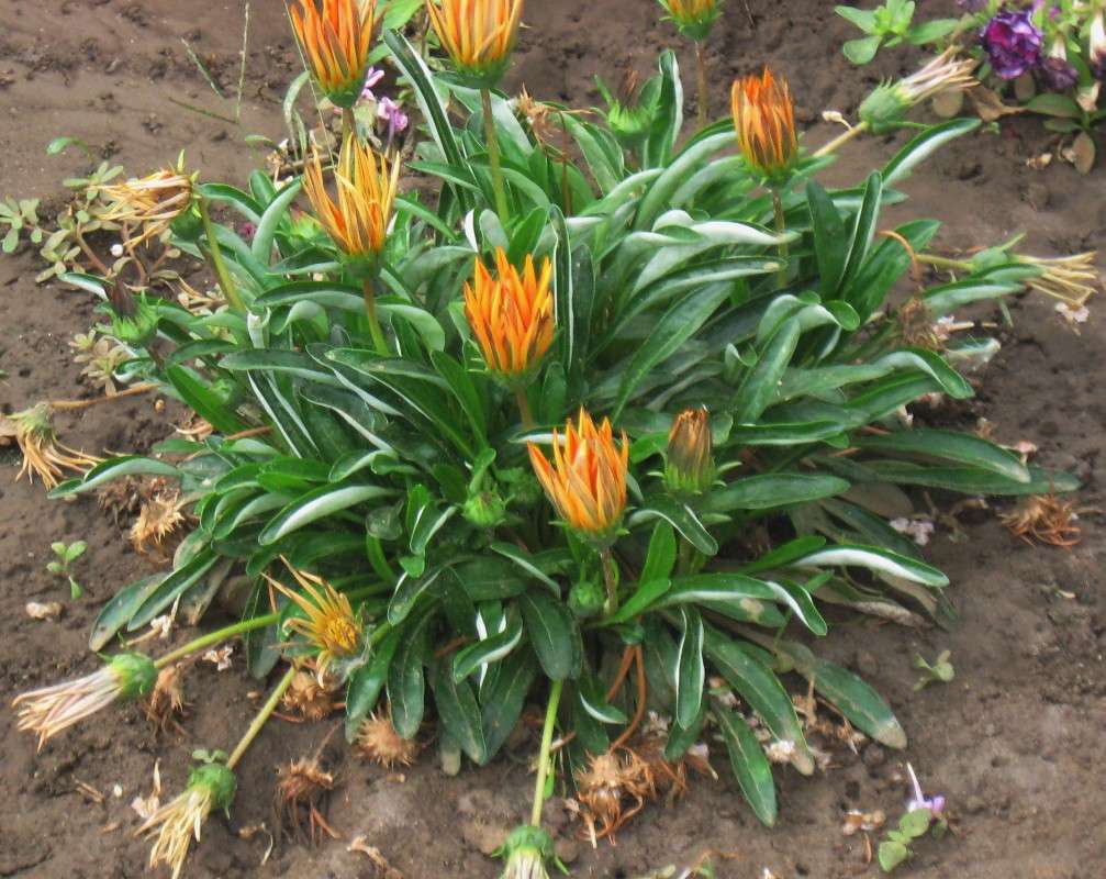 ... ����� Natali  ��������� �� PhotoGeek.ru #������ ��� ������� #����� ��������������