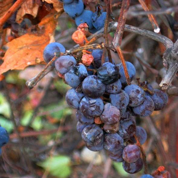 ������� ������ ����� Natali  ��������� �� PhotoGeek.ru #������ ��� ������� #����� ��������������