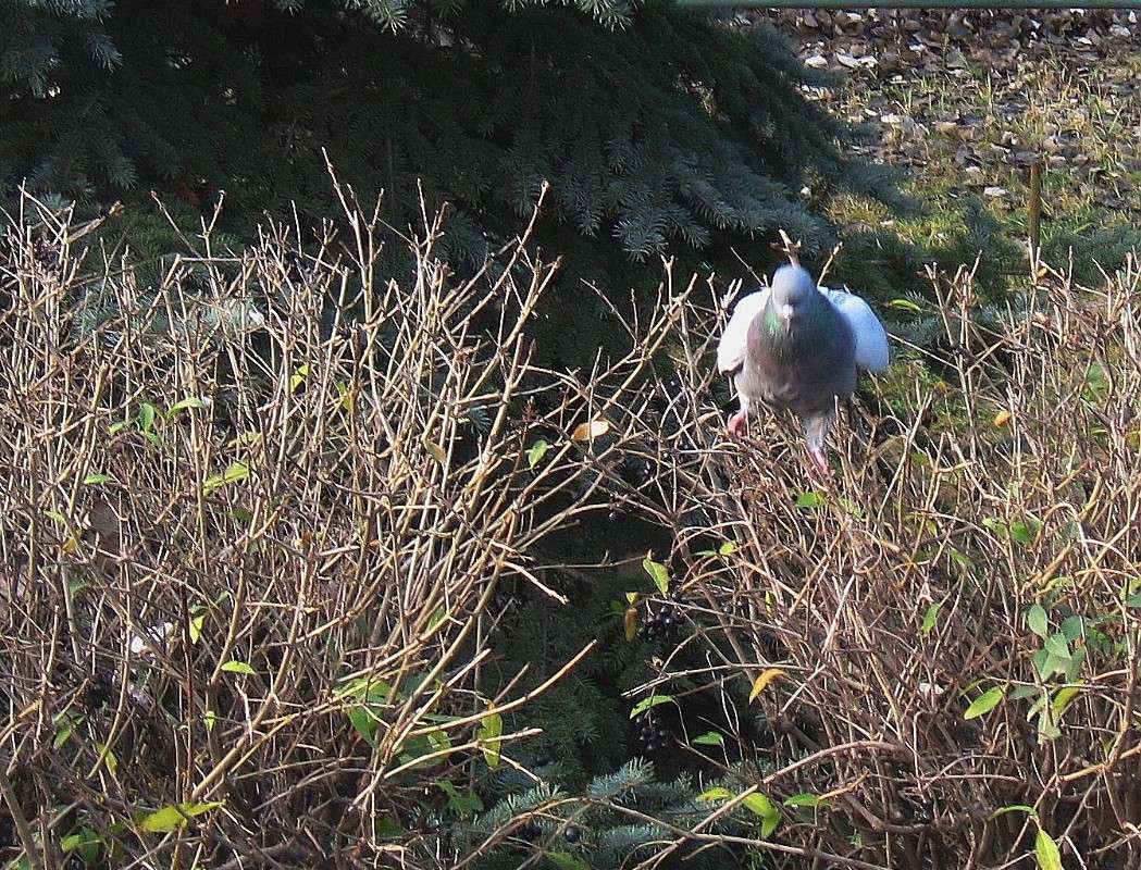 ���������� ����� Natali  ��������� �� PhotoGeek.ru #�������� ��� #����� ��� ��� ���������