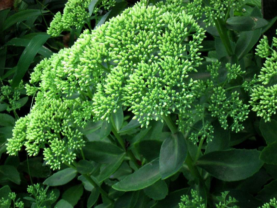 ������ ��������. ������. ����� Natali  ��������� �� PhotoGeek.ru #������ ��� ������� #����� ��������������