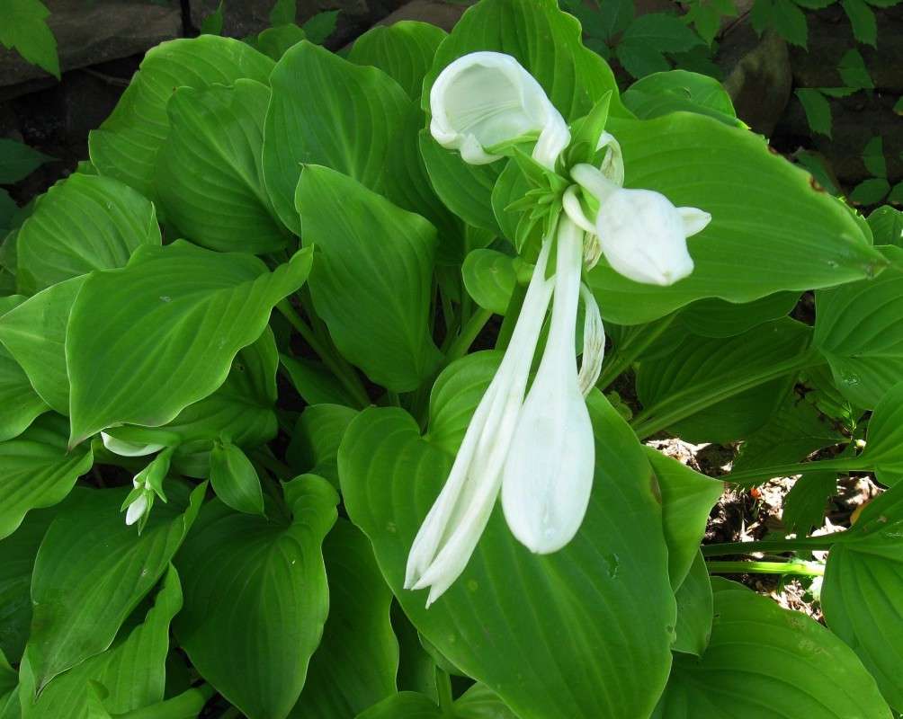 ������� �� ������. �����. ����� Natali  ��������� �� PhotoGeek.ru #������ ��� ������� #����� ��������������