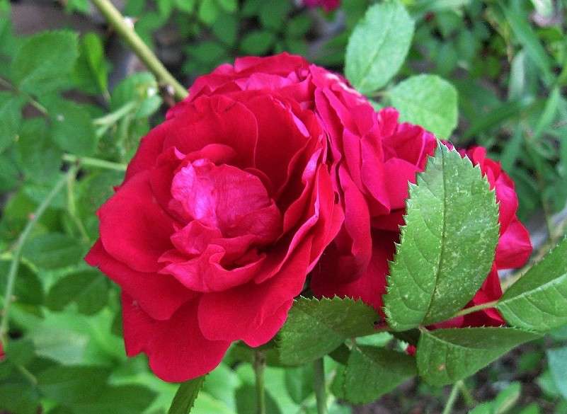 ... ����� Natali  ��������� �� PhotoGeek.ru #������ ��� ������� #����� ��������������