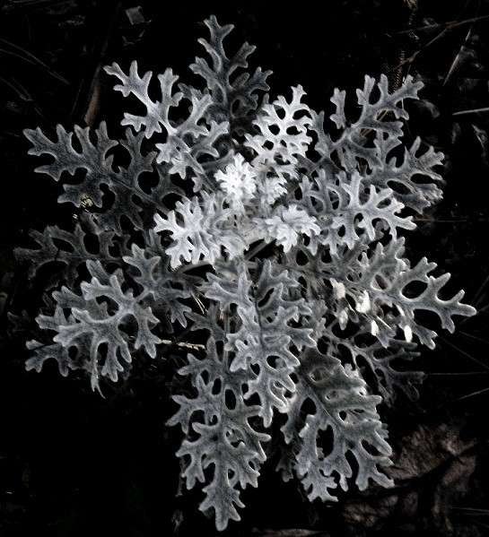 ����� ��������.... ))) ����� Natali  ��������� �� PhotoGeek.ru #������ ��� ������� #����� ��������������