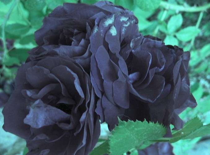 ... ����� Natali  ��������� �� PhotoGeek.ru #������ ��� ������� #����� ��������������