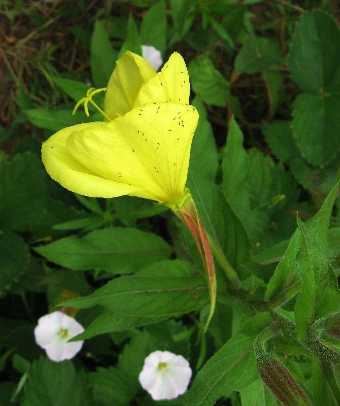 ������, ����������� �����....))) ����� Natali  ��������� �� PhotoGeek.ru #������ ��� ������� #����� �������������� #����� ��������