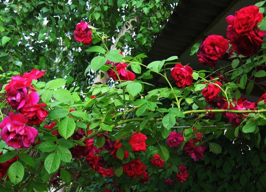 � �������� ����.... ))) ����� Natali  ��������� �� PhotoGeek.ru #������ ��� ������� #����� ��������������