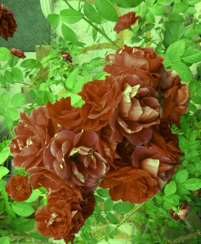 ... ����� Natali  ��������� �� PhotoGeek.ru #������ ��� ������� #����� ��������������