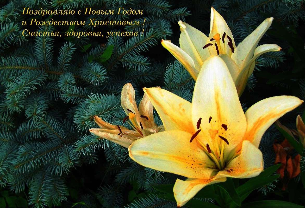 ���������� ���� ����������� ������� ����� ! ����� Natali  ��������� �� PhotoGeek.ru #������ ��� ������� #����� ��������������