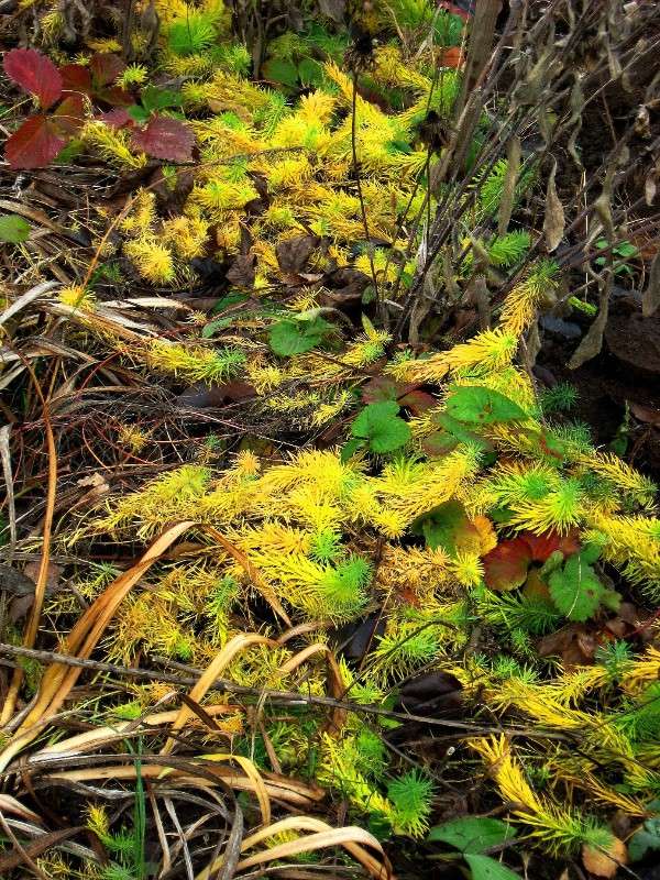 �����. ������ ������ ��������. ����� Natali  ��������� �� PhotoGeek.ru #������ ��� ������� #����� ��������������