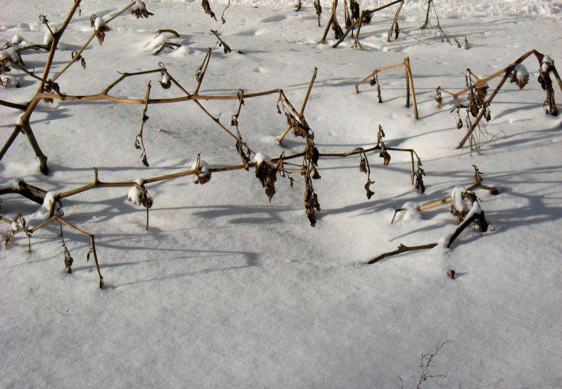 ������� ������ ). ����� Natali  ��������� �� PhotoGeek.ru #������ ��� ������� #����� ��������������