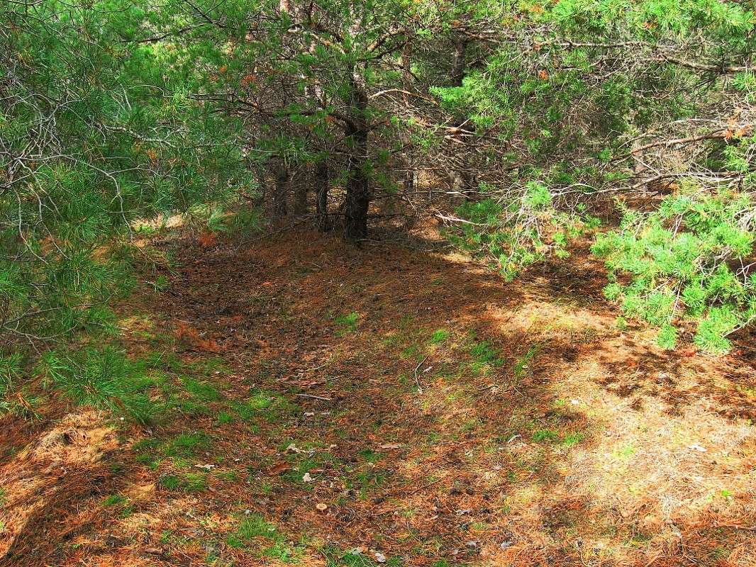 ��� ������..., ���� ������.... ) ����� Natali  ��������� �� PhotoGeek.ru #������ ��� ������� #����� ��������������