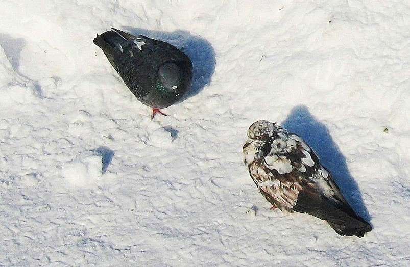 ������������, �������� ?!.....) ����� Natali  ��������� �� PhotoGeek.ru #�������� ���