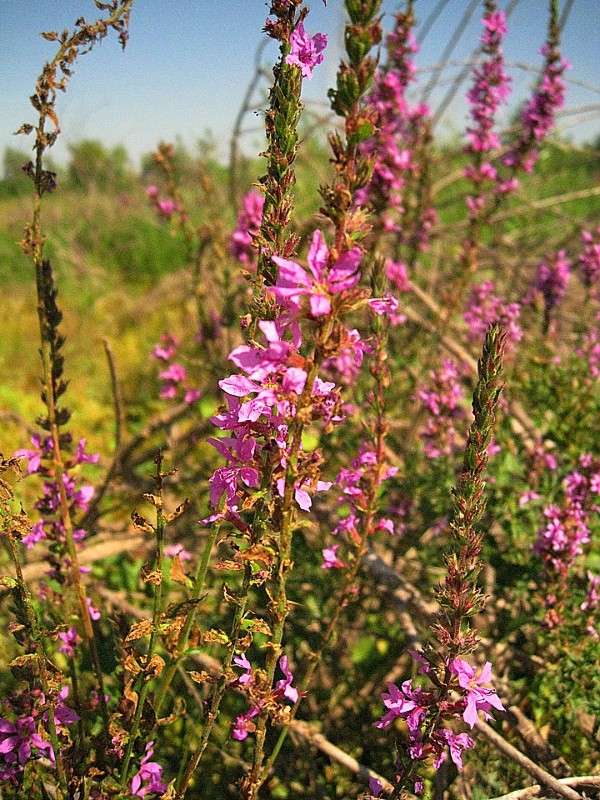 ������� �����. ����� Natali  ��������� �� PhotoGeek.ru #������ ��� ������� #����� ��������������