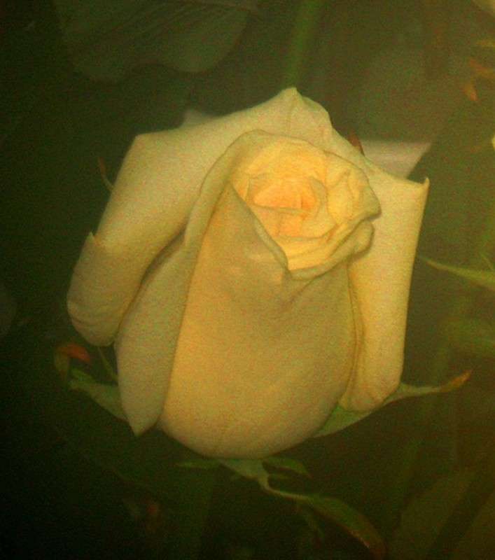 ... ����� Natali  ��������� �� PhotoGeek.ru #������ ��� ������� #����� ��������������