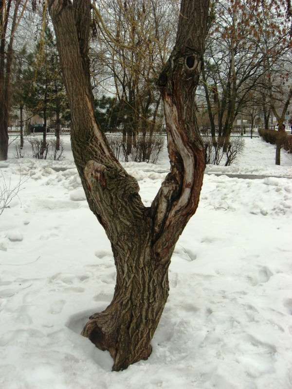 Vivat.....) ����� Natali  ��������� �� PhotoGeek.ru #������ ��� ������� #����� ��������������